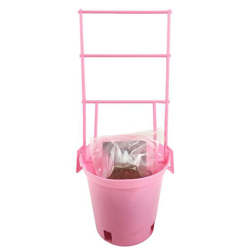 Sweet Pea Grow Kit With Plastic Trellis